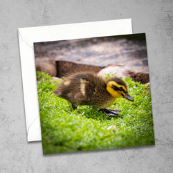 Mallard Duckling Greetings Card