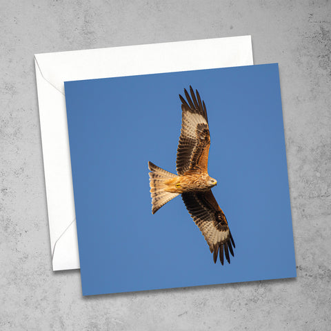 Red Kite Greetings Card