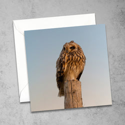 Short-Eared Owl At Sunset Greetings Card