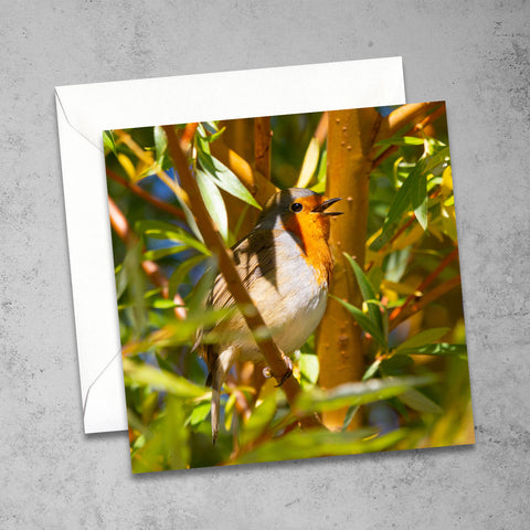 Singing Robin Greetings Card