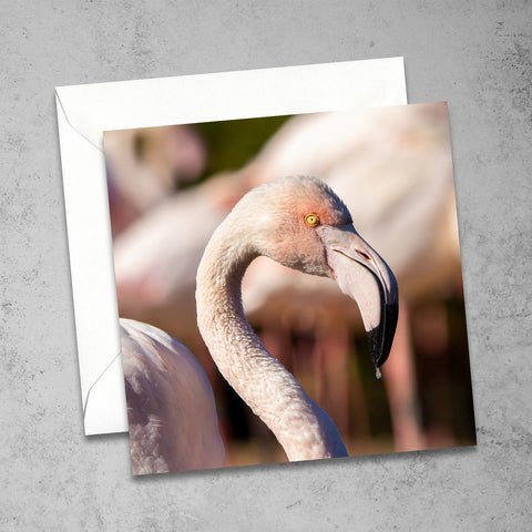 Greater Flamingo Greetings Card