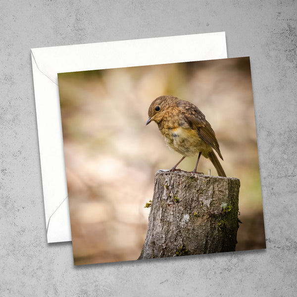 Juvenile Robin Greetings Card