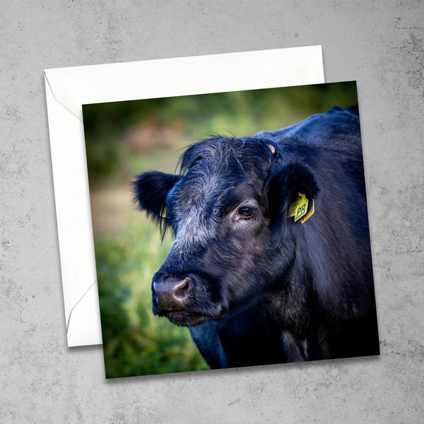 New Forest Cow Greetings Card