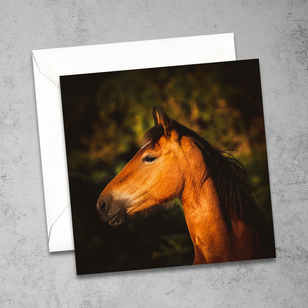 New Forest Pony Greetings Card